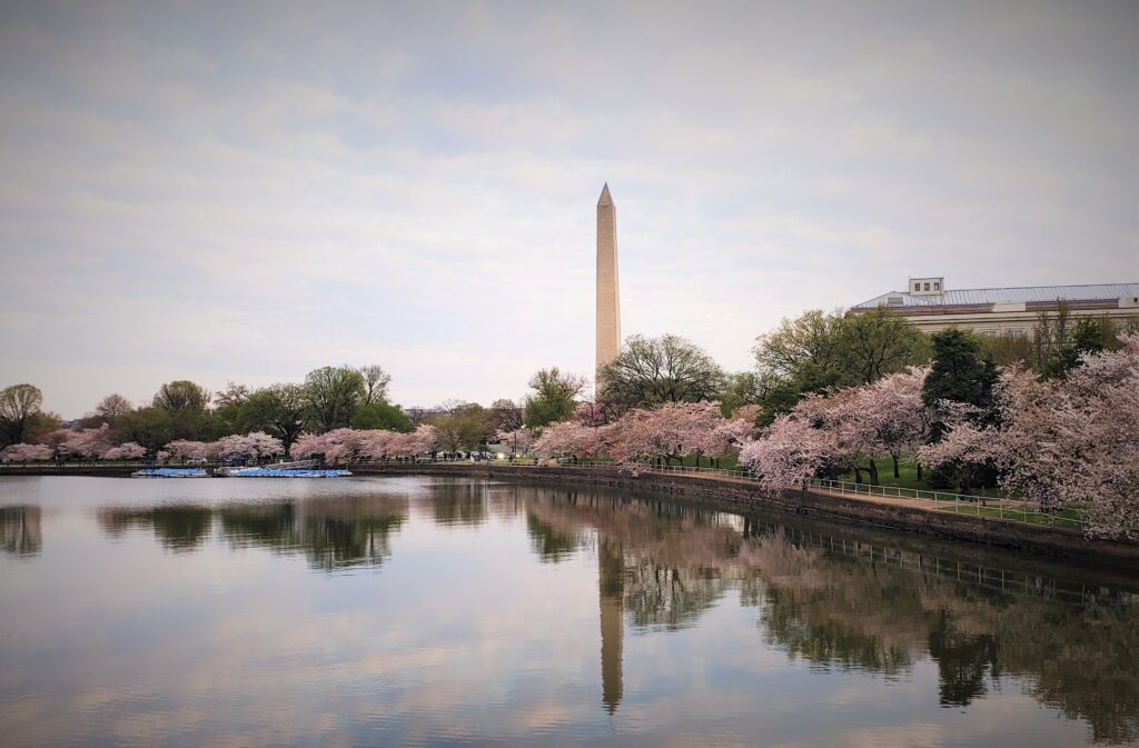 MNA Washington Monument cherry blossoms