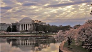 rna jefferson cherry blossoms5