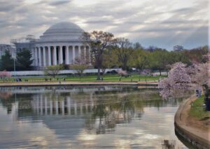 rna jefferson cherry blossoms 6