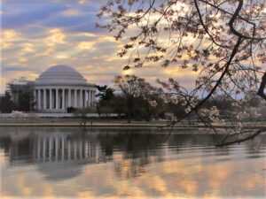 rna jefferson cherry blossoms 7
