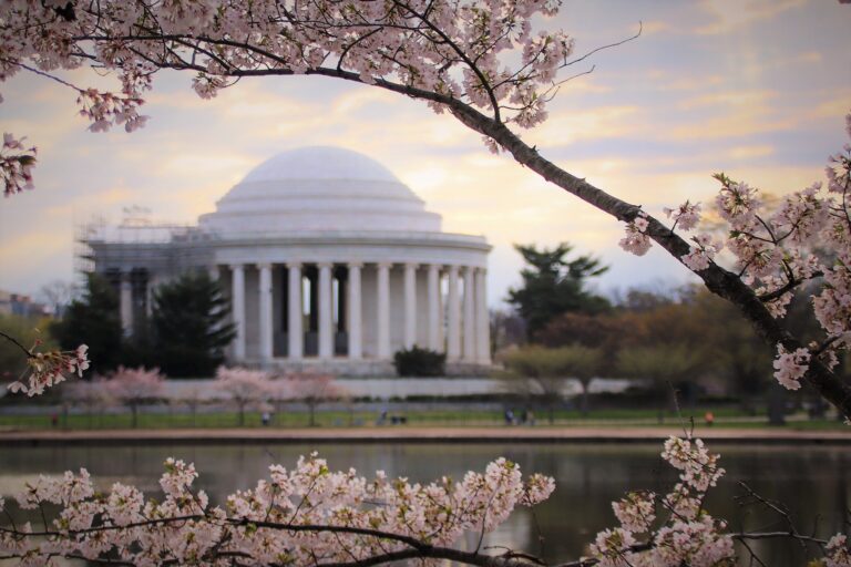 rnajeffersoncherryblossom 1