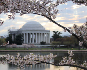 rnajeffersoncherryblossom